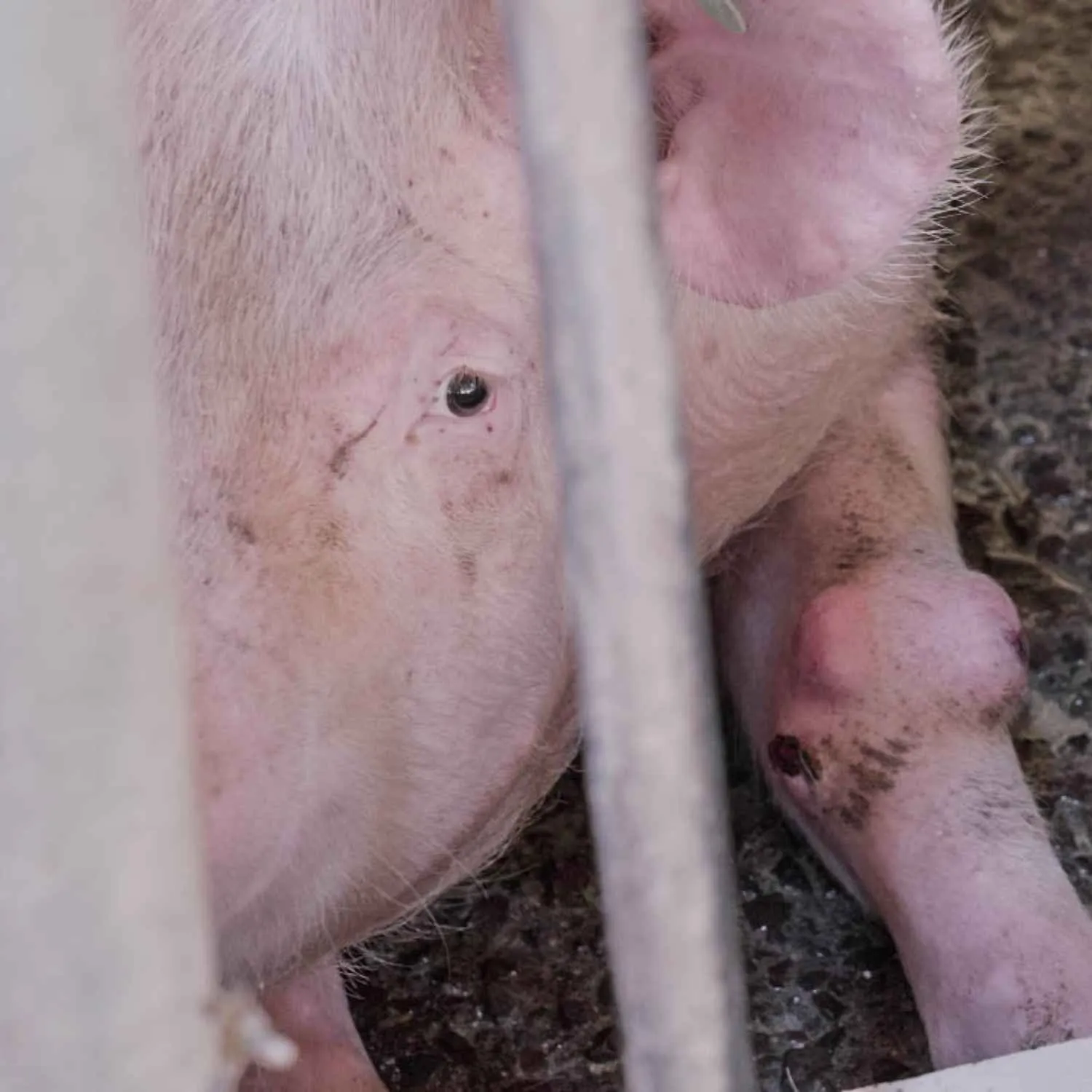 Porca com tumor na pata