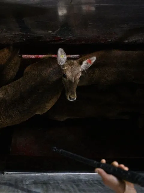 Veado em matadouro filmado em investigação na Espanha