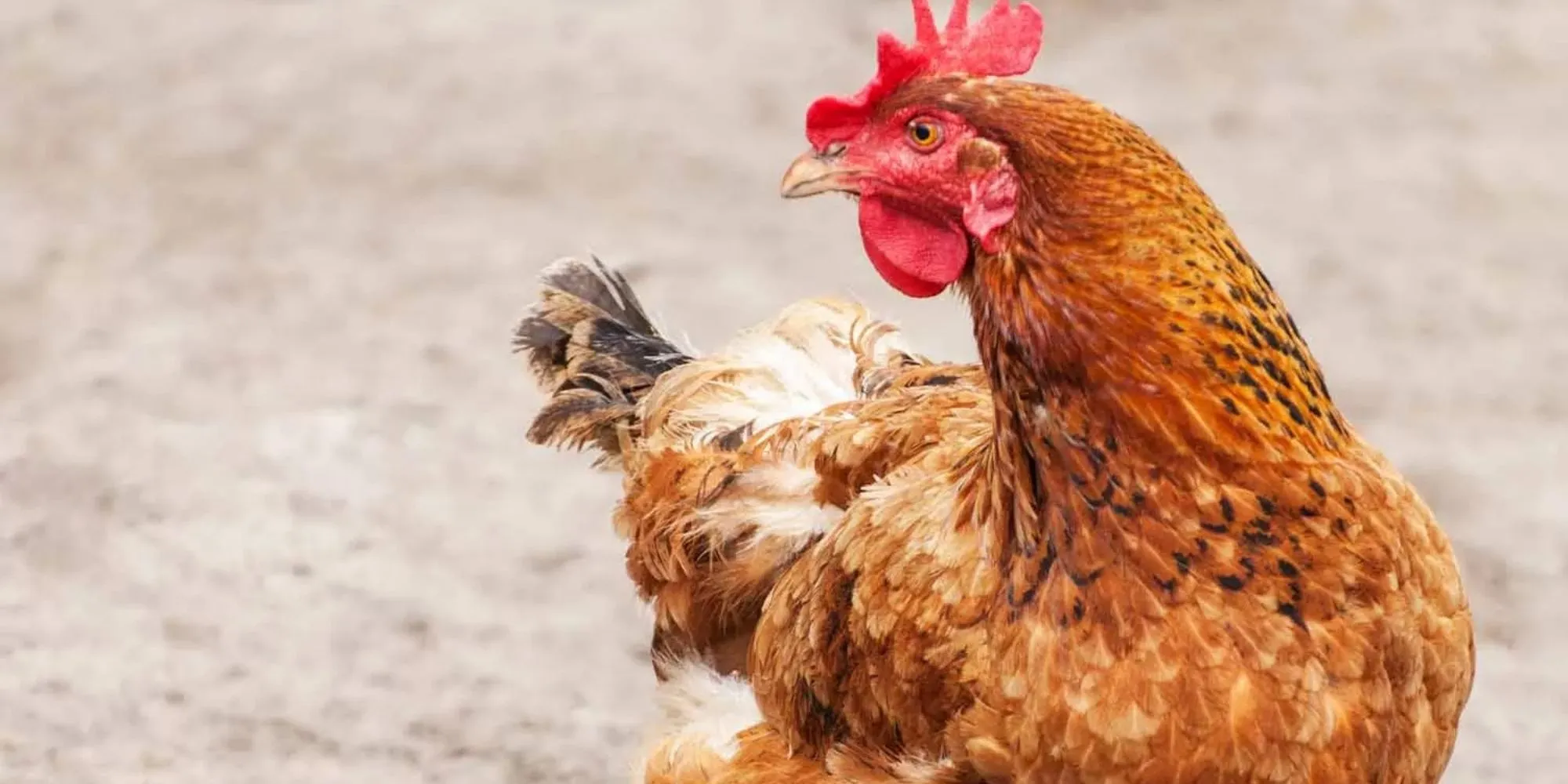 Relatório de Impacto do 1º trimestre 2026 1 Galinha laranja de perfil olhando para câmera