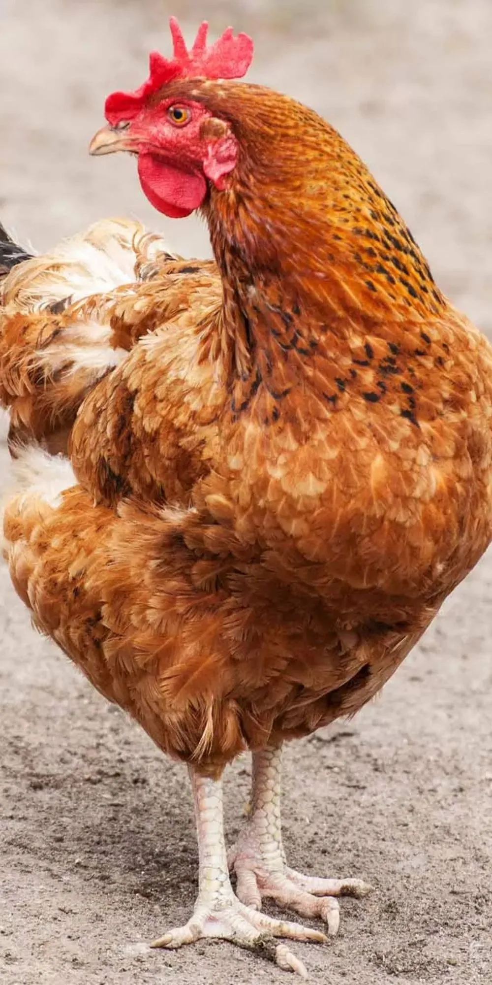 Galinha laranja em ambiente natural