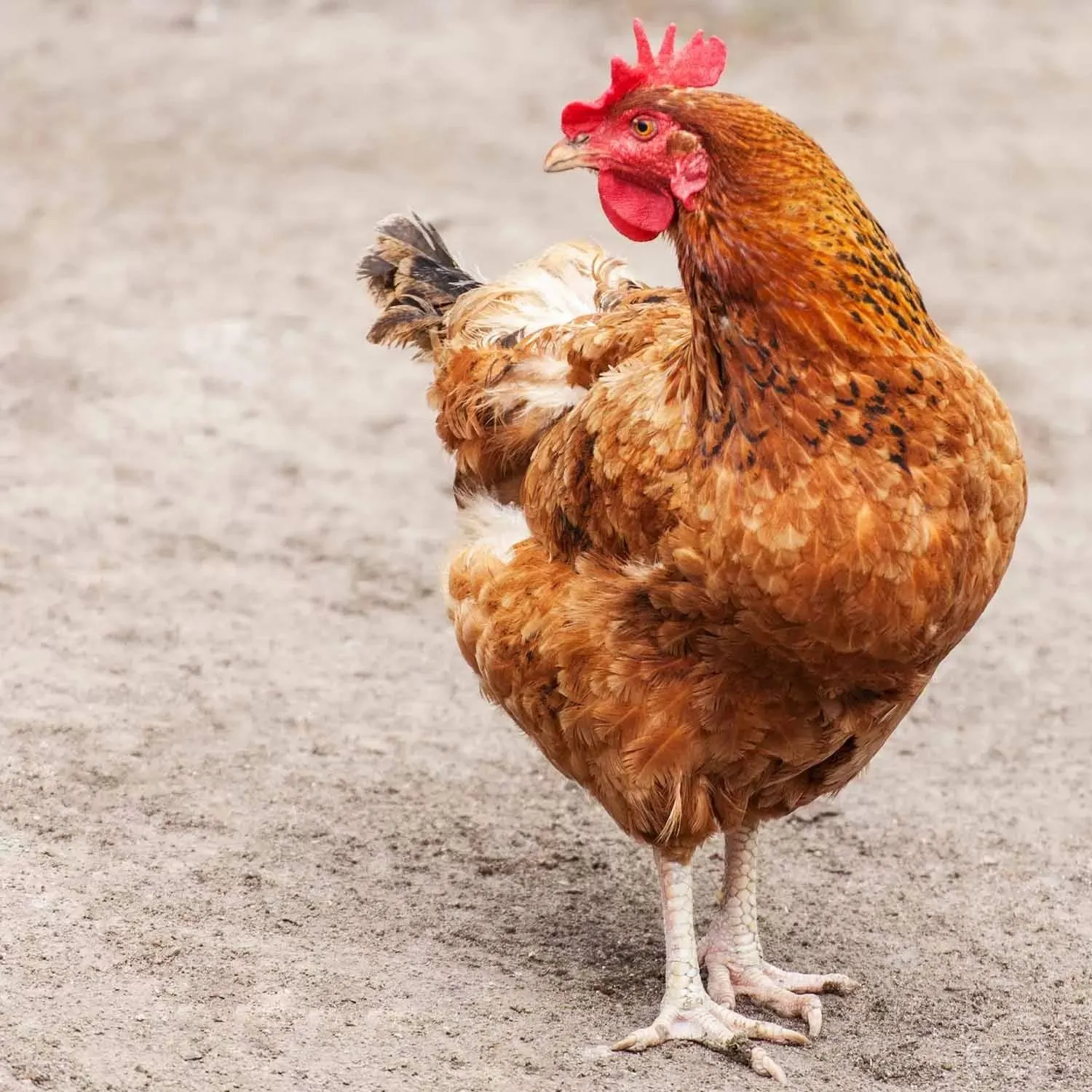 Galinha de cor laranja olhando para o lado