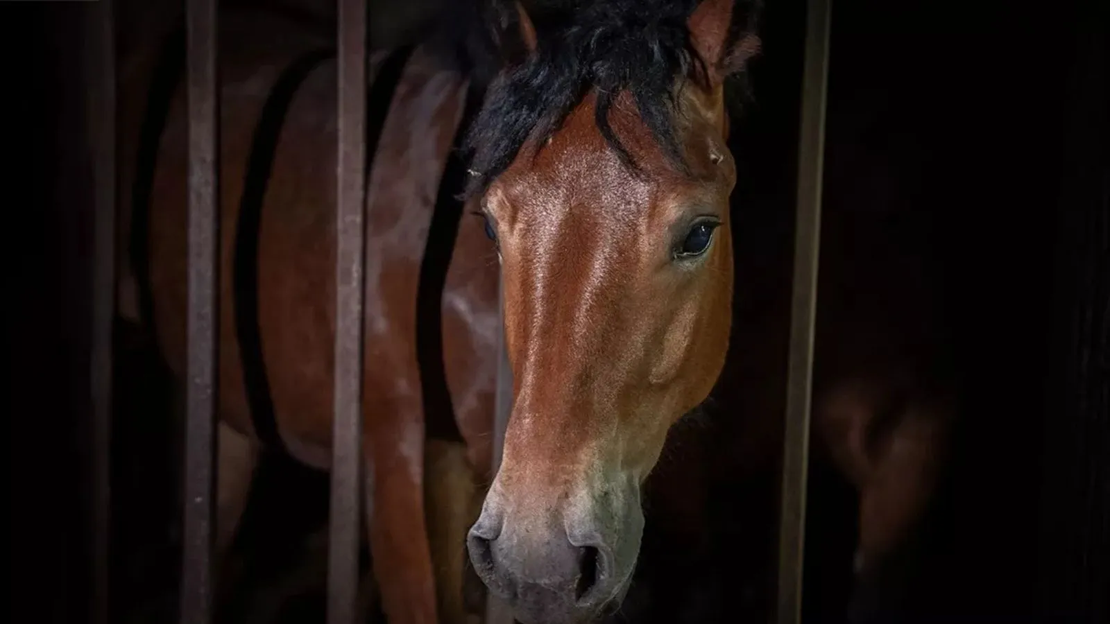 Relatório de Impacto do 1º trimestre 2026 16 Cavalo filmando em investigação em matadouro na Itália