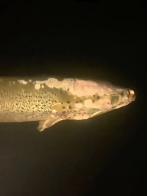 Peixe sendo comido vivo filmado em investigação no Reino Unido