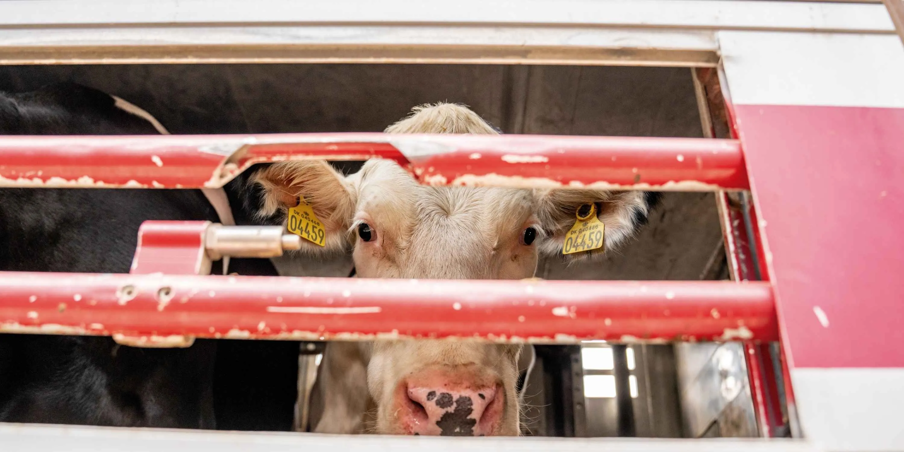 Vaca atrás das grandes, vítima do transporte de animais