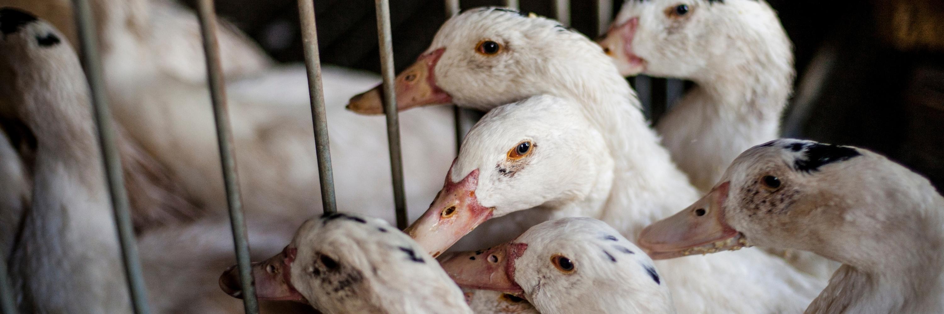 Patos em fazenda de exploração para foie gras