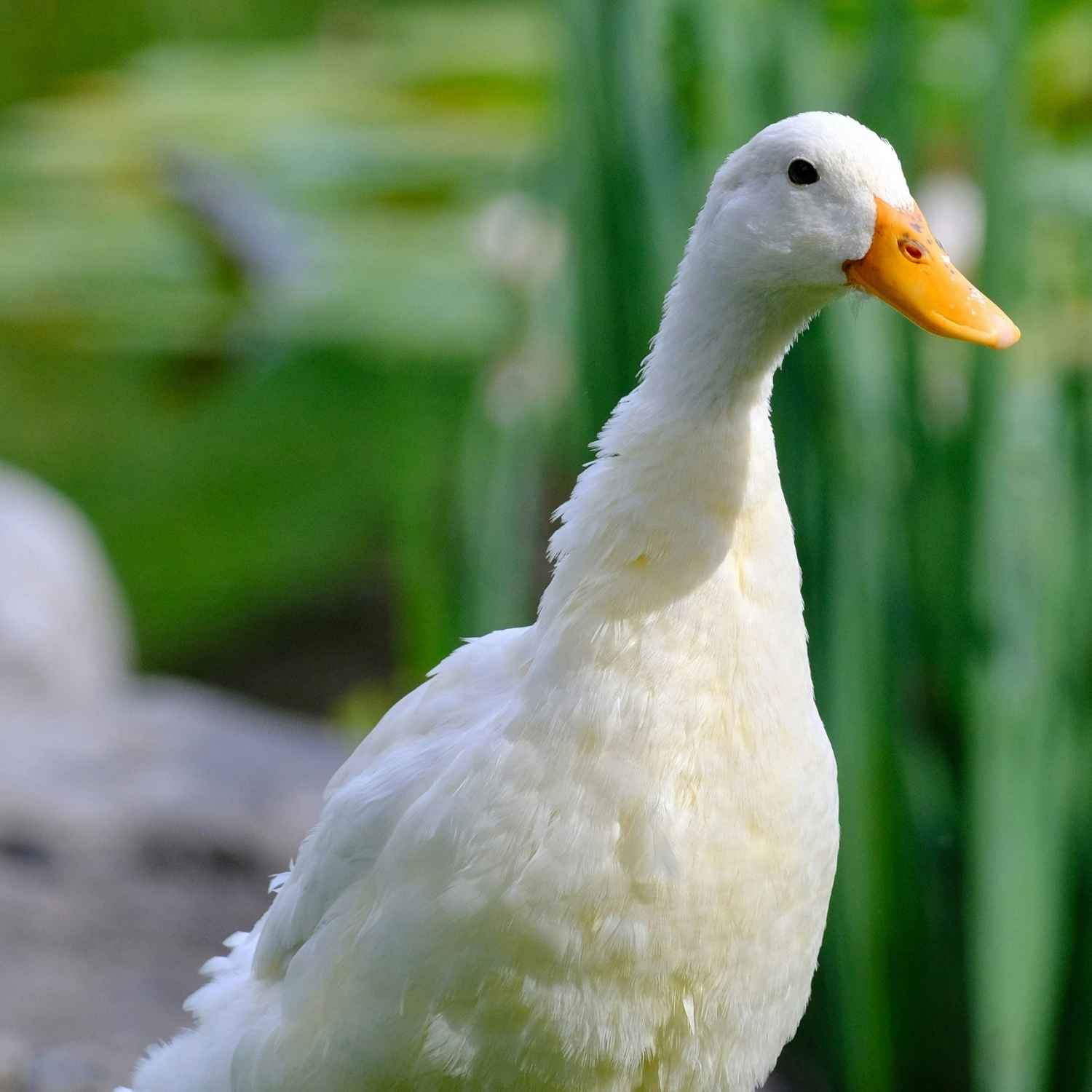 Pato na natureza