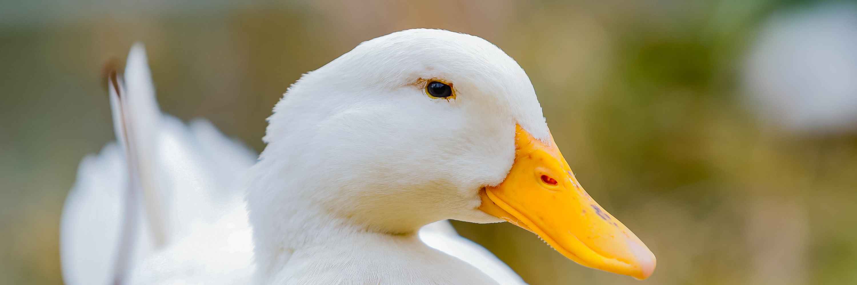 Pato em ambiente natural olhando para a câmera