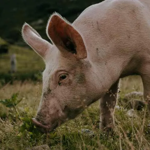 Porco livre em gramado verde