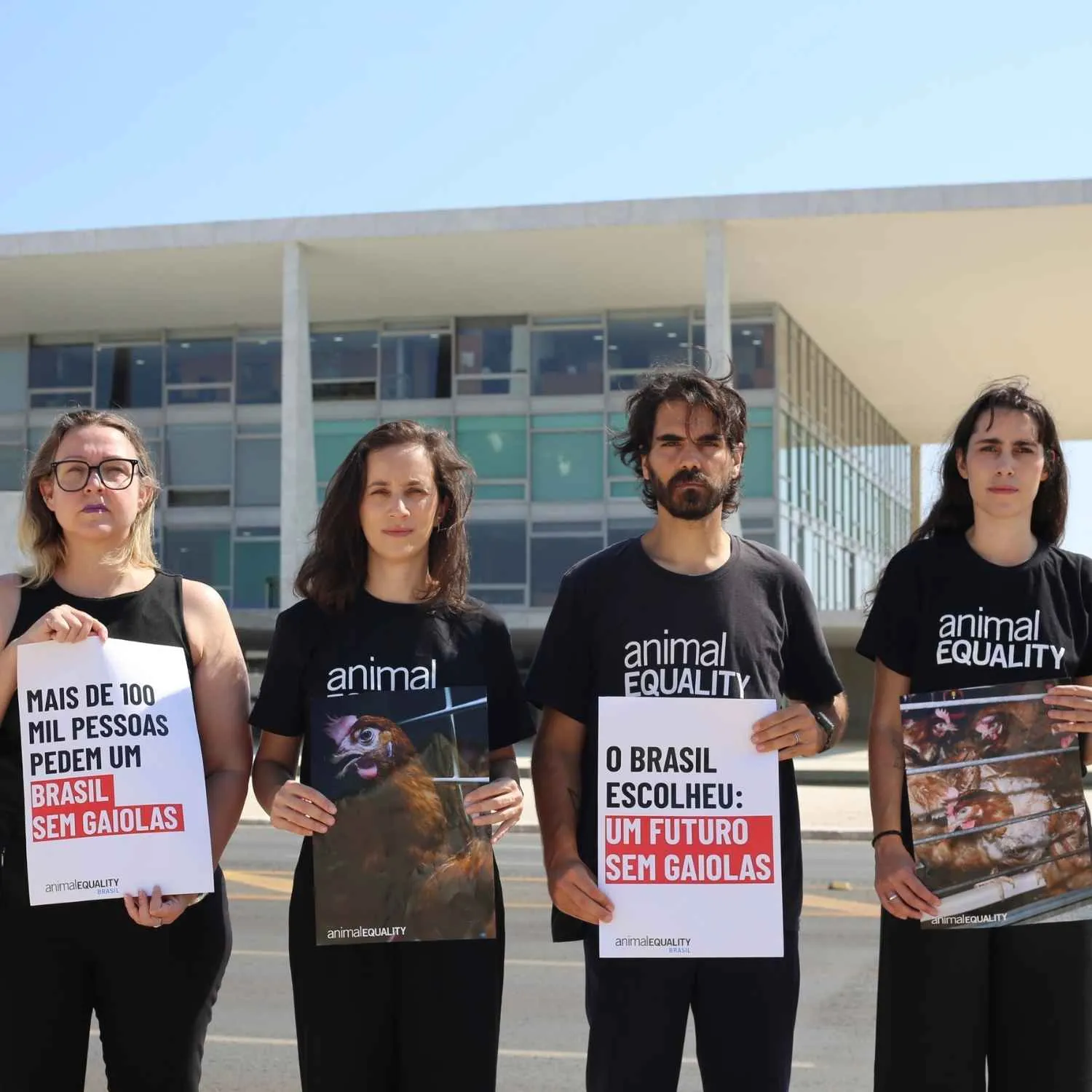 Brasil é pressionado a avançar no fim das gaiolas para animais explorados para consumo humano 1 Brasil é pressionado a avançar no fim das gaiolas para animais explorados para consumo humano
