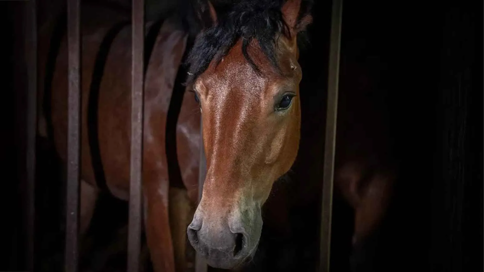 Cavalo marrom confinado