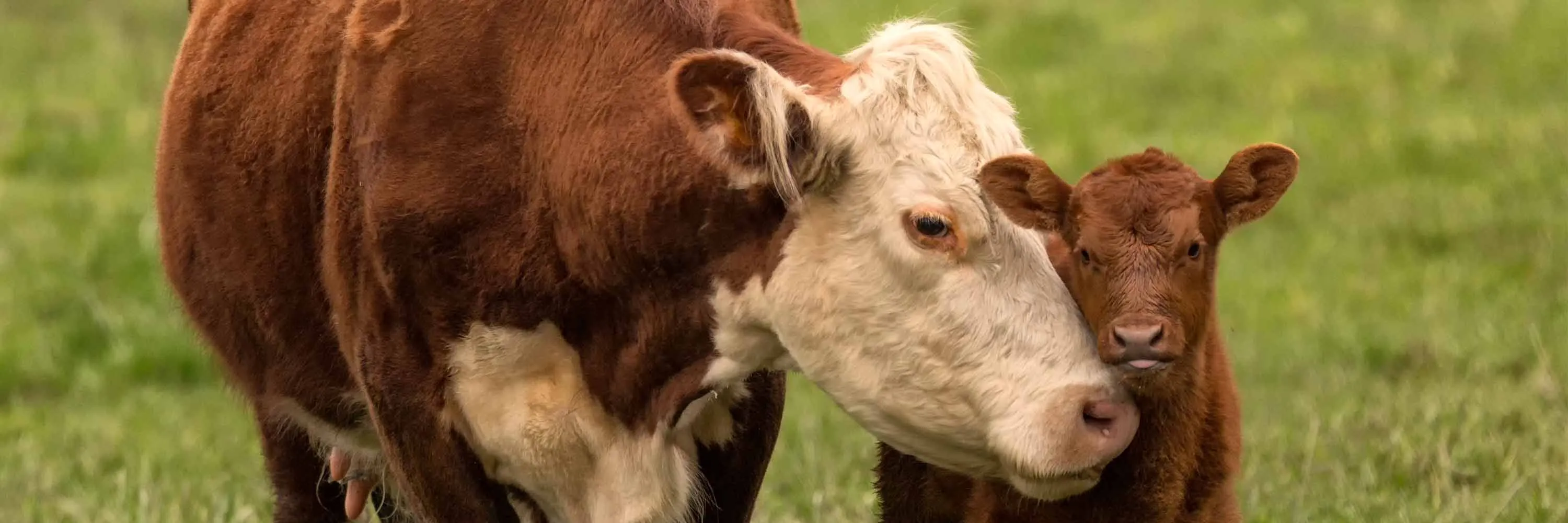 Vaca e seu bezerro em uma pastagem