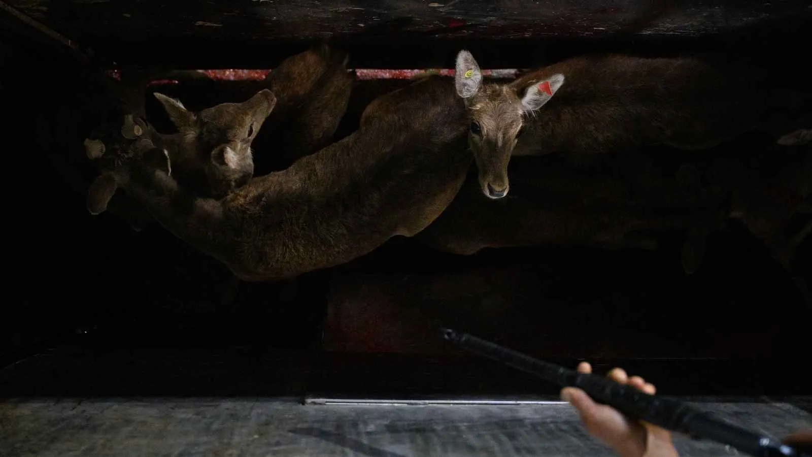 Cervo sendo abatido em matadouro investigado na Espanha